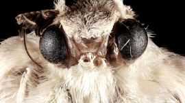 How Moth Eyes Inspired the Camera Lens