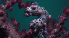 Absurd Creatures | The Pygmy Seahorse Is Pretty Much the Where’s Waldo of the Sea