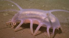 Absurd Creatures | We Can’t Tell if the Sea Pig Is Adorable or Terrifying