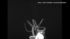 Scientist Explains How She Captured Rare Footage of a Giant Squid 