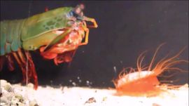 How the Disco Clam Uses Light to Fight Super-Strong Predators