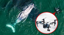 Biologist Explains How Drones Catching Whale "Snot" Helps Research