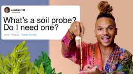 Plant Expert Answers Houseplant Questions From Twitter