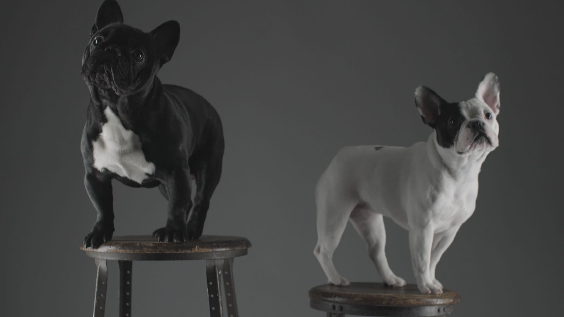 Watch Doggie Style The Stylish Dogs of Westminster On Set with Vogue