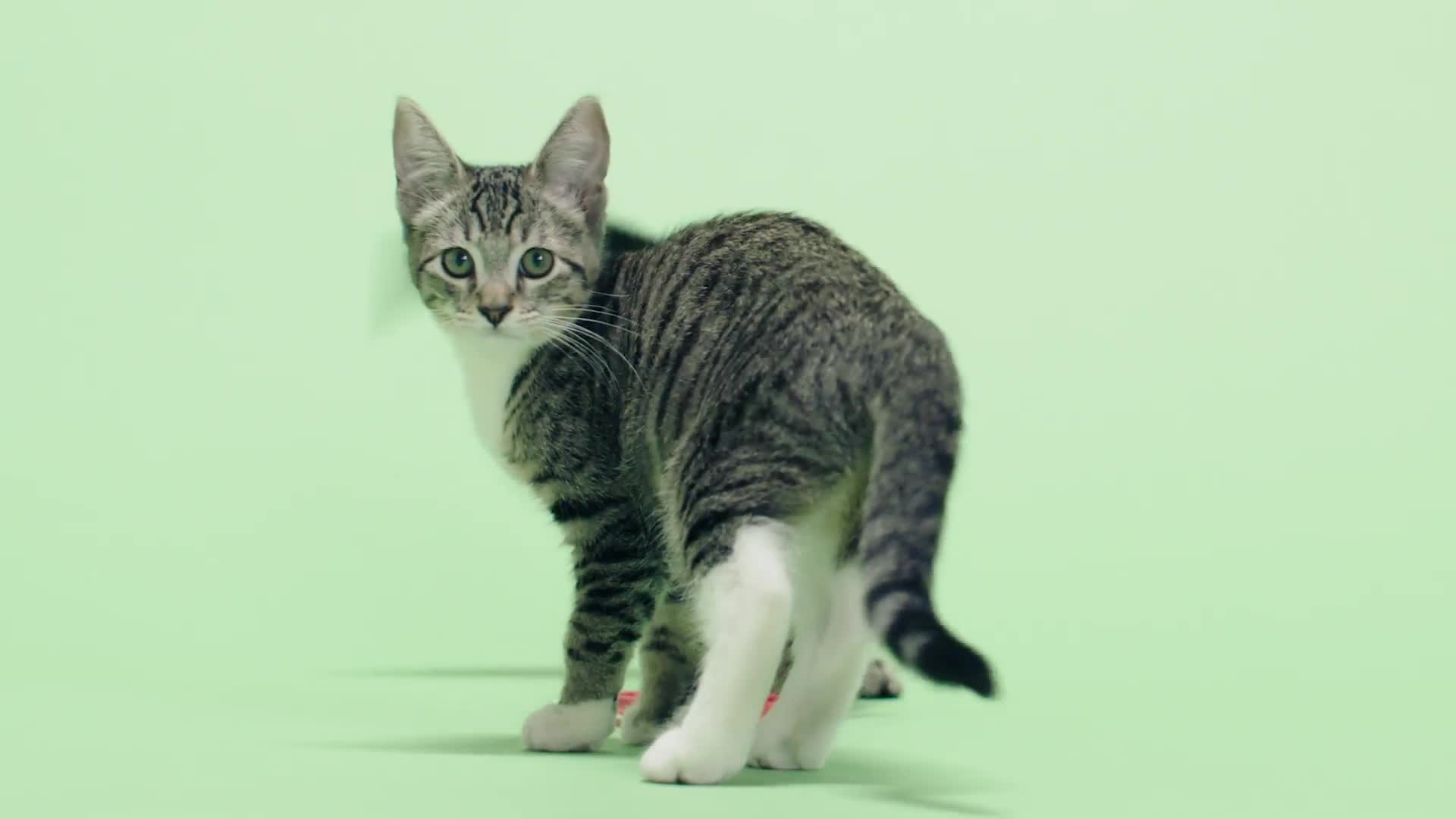 Make hotsell cat crazy