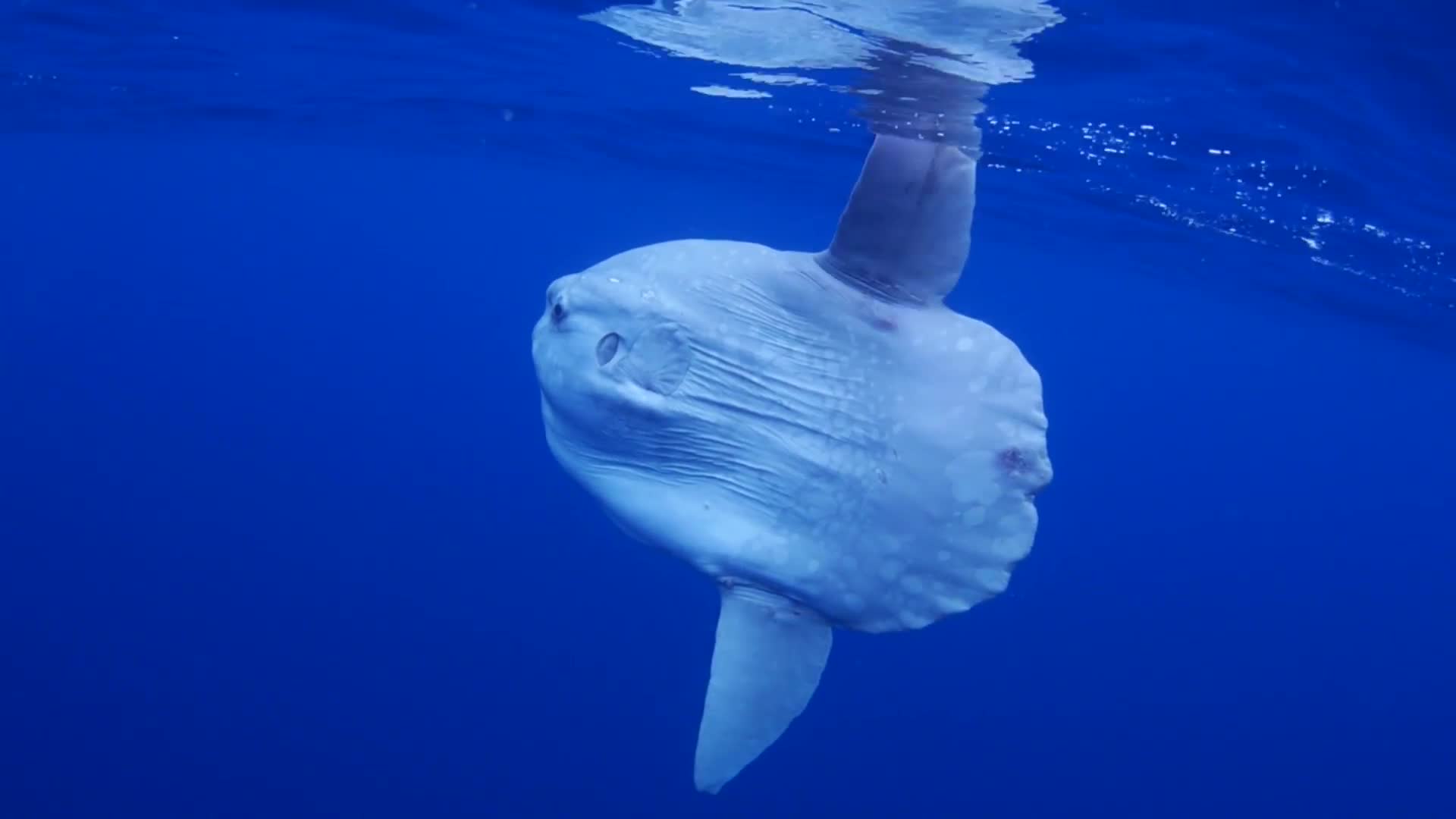 Watch Absurd Creatures, Pucker Up With the Truck-Sized Ocean Sunfish, Absurd Creatures