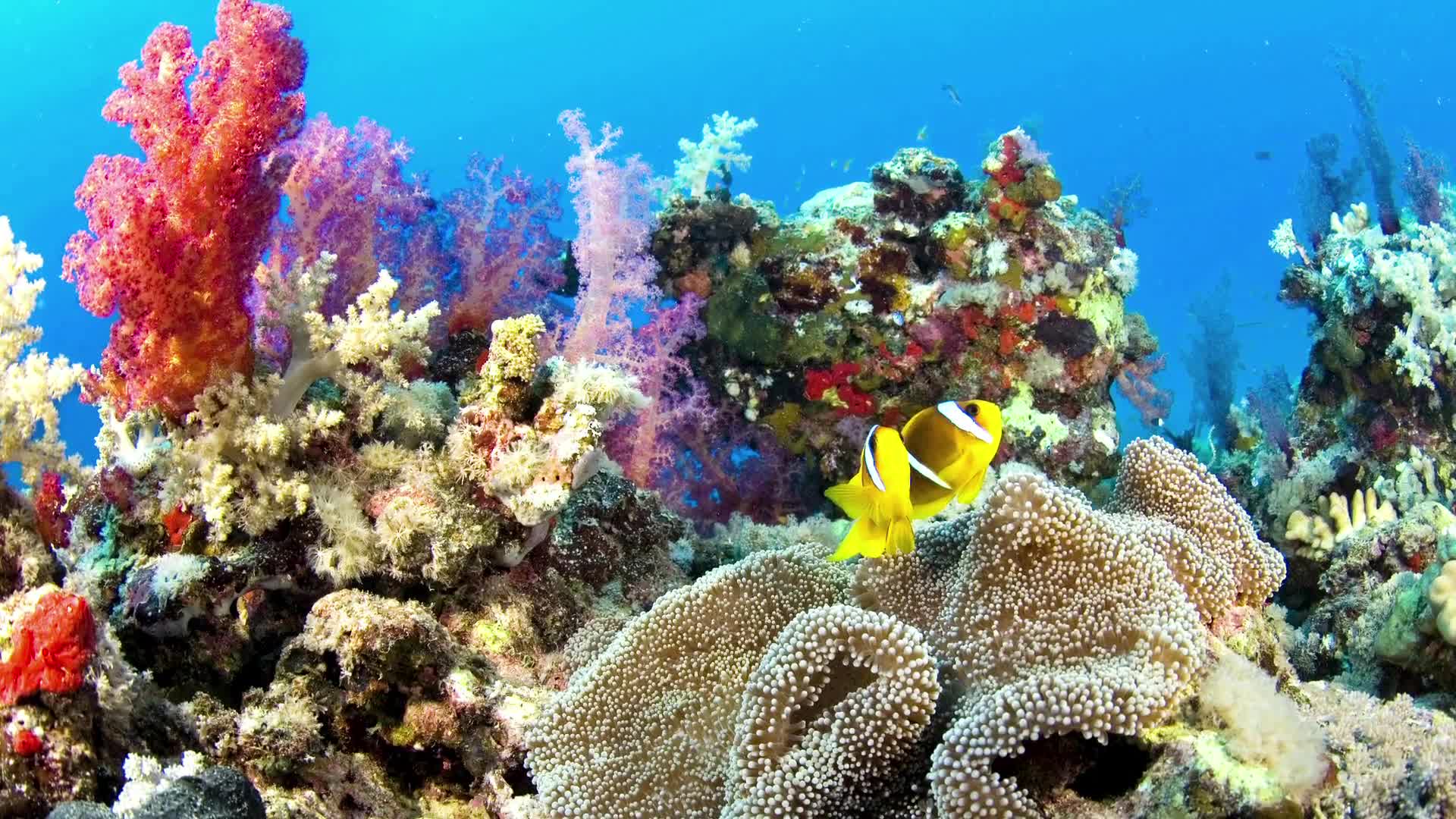 Watch How Coral Reefs and Carbon Dioxide Can Change the Future, Think Like  a Tree