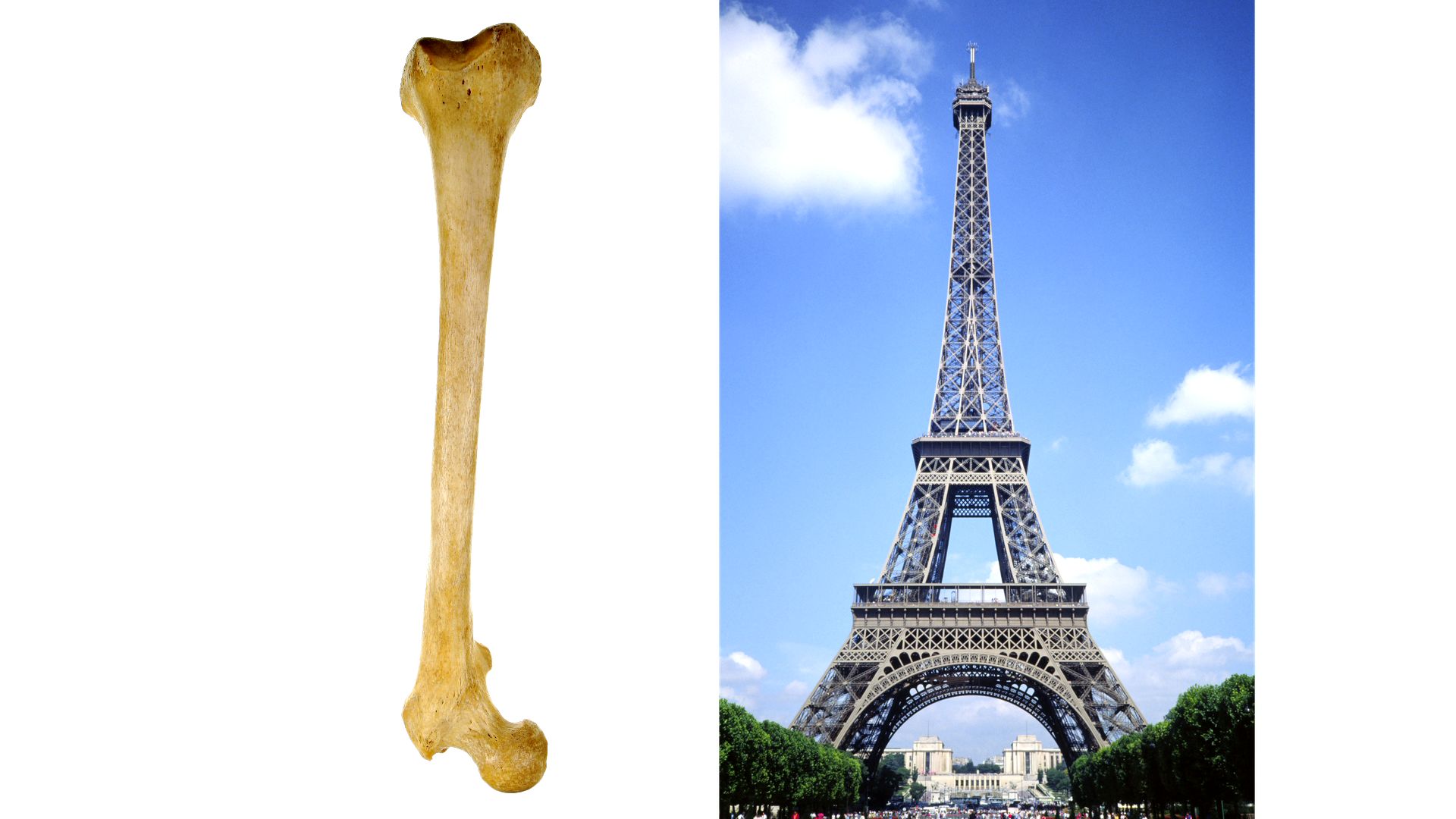 What Your Bones Have in Common With the Eiffel Tower