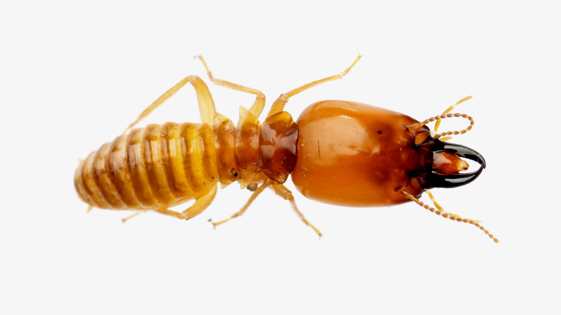 25 Termite Photos ideas | termite control, termites, types of termites