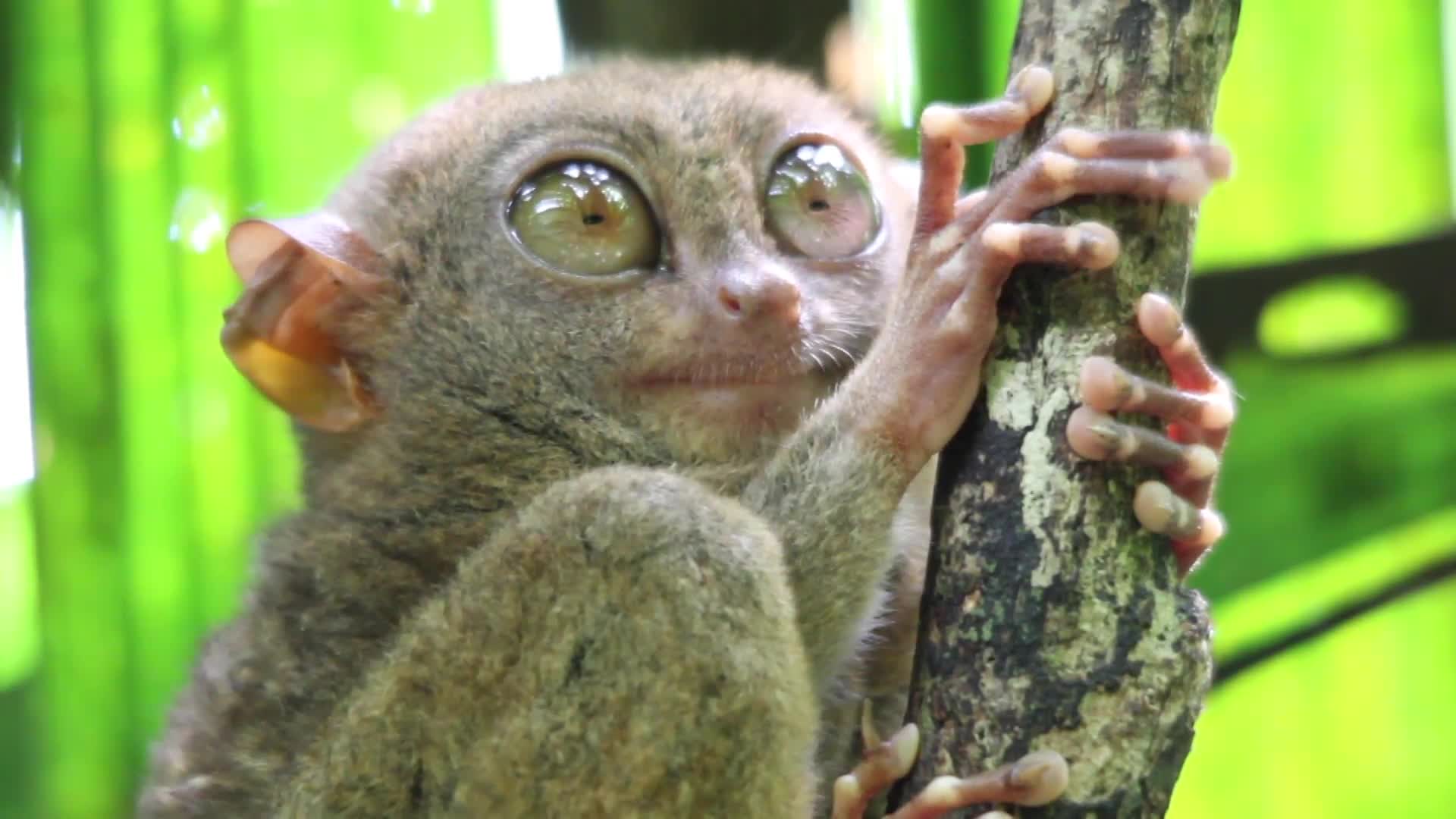 Watch Absurd Creatures | The Tarsier Leaps Like a Superhero, Looks Like  Yoda | Absurd Creatures | WIRED