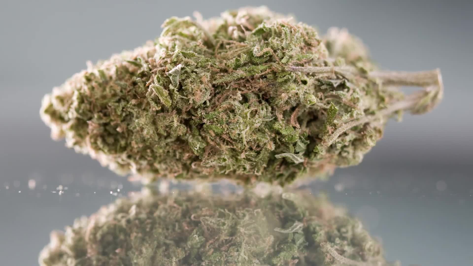Watch A New Crop of Marijuana Geneticists Build Better Weed | WIRED