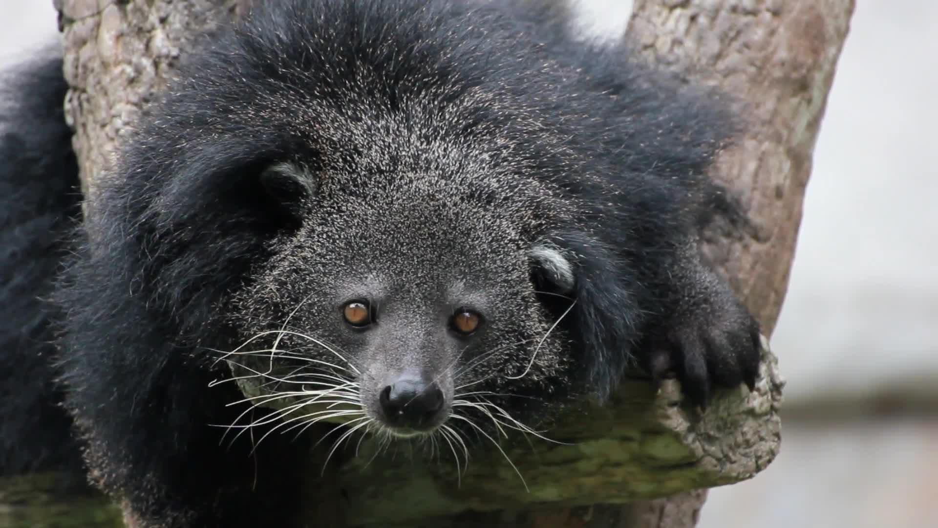 Watch Absurd Creatures This Bearcat (Yeah, It's Real) Smells Like Popcorn WIRED