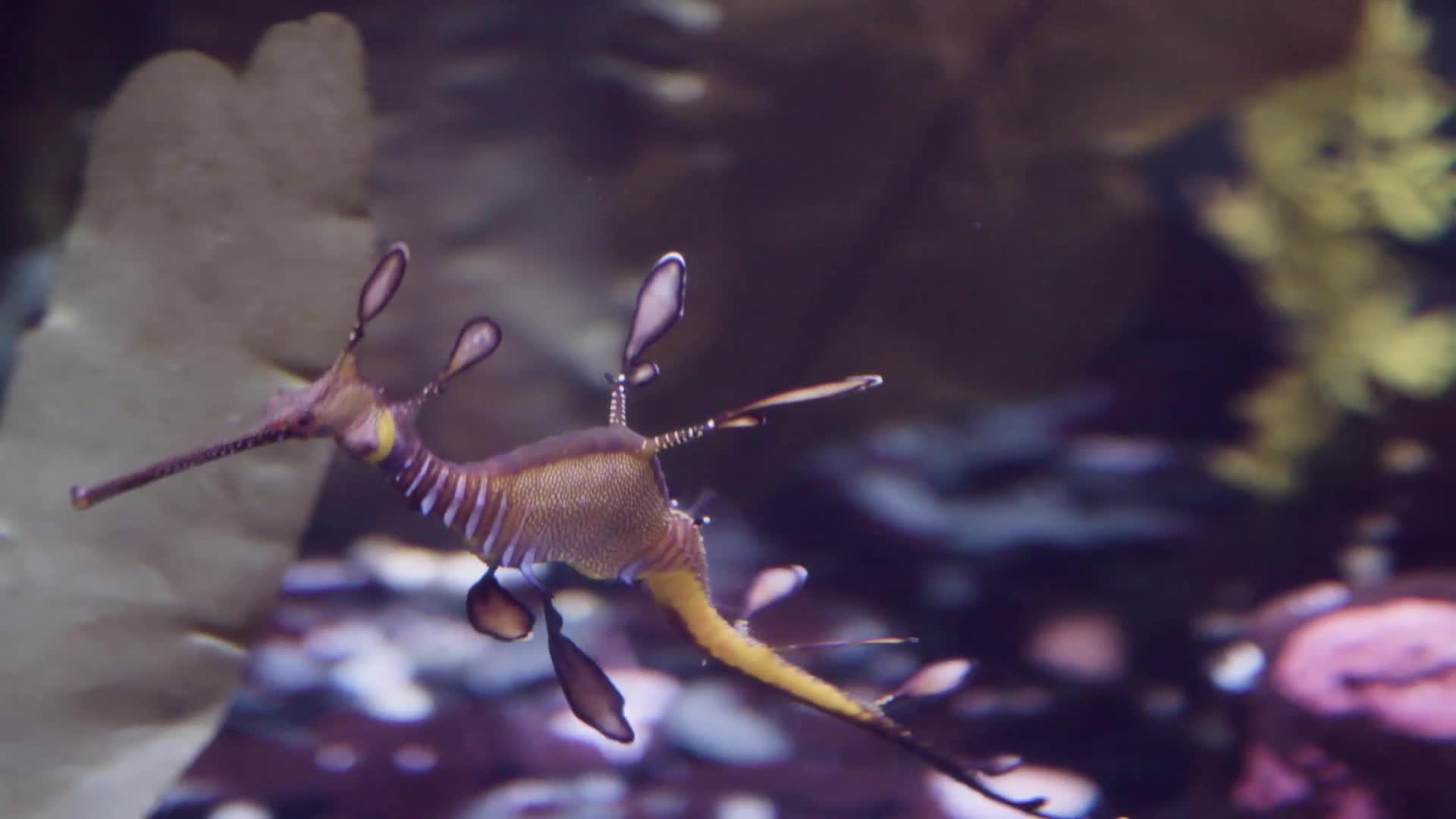 Watch The Most Stunning Fish in the Sea Are Actually Dragons (Kinda) |  Absurd Creatures | WIRED