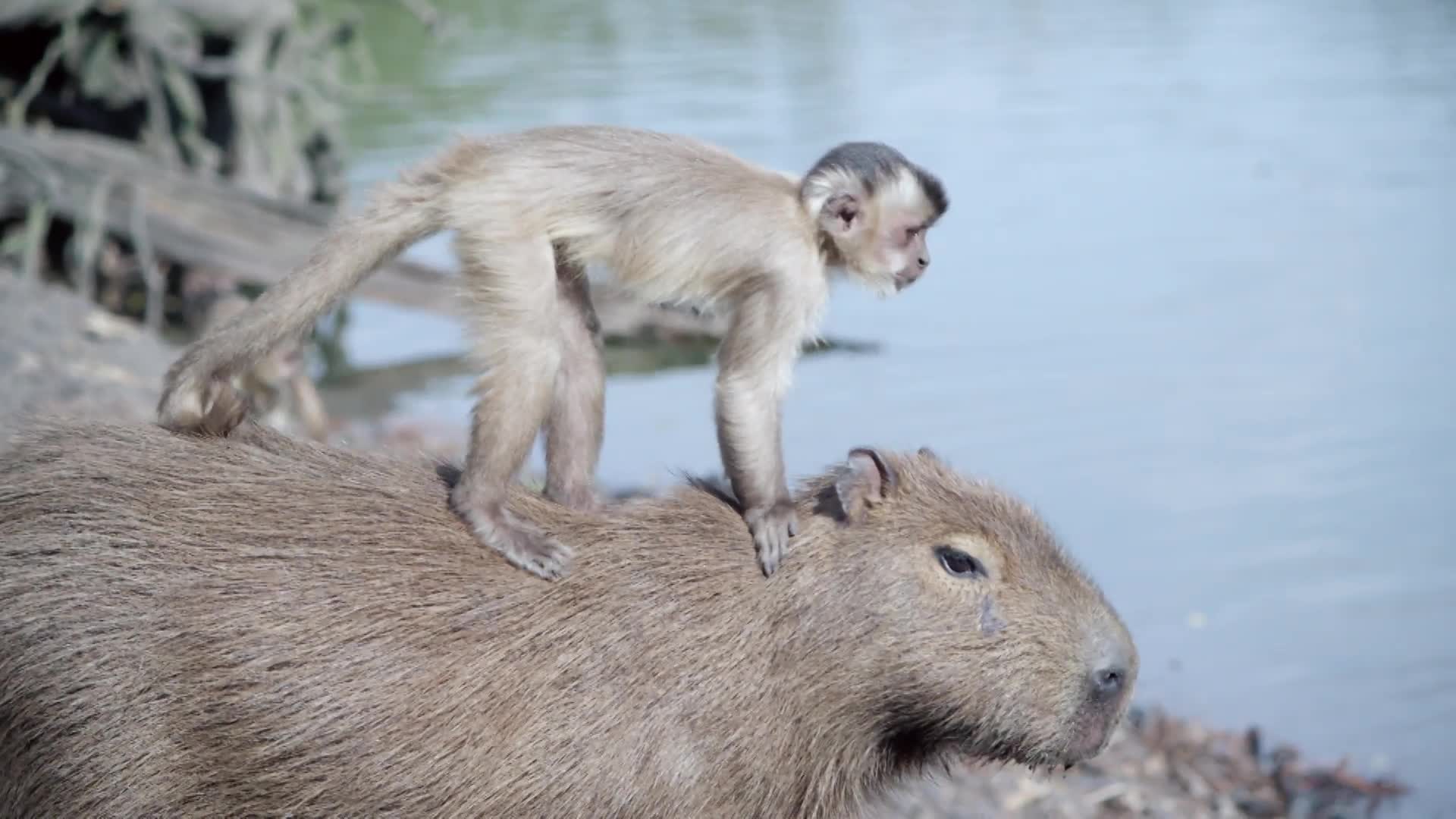 Watch The Capybara May Be Chill, But It Still Says No to Drugs | WIRED