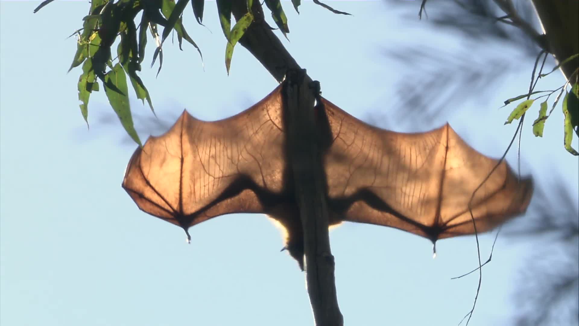 Watch How Fast Are Bats? Faster Than You Even Know WIRED