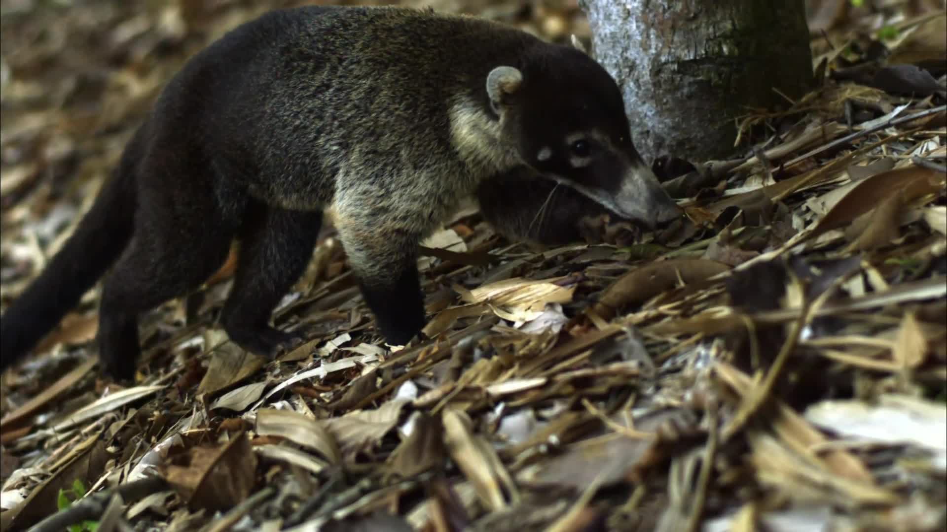 Watch What Do You Get When a Pig and a Monkey Have a Baby? A Coati WIRED