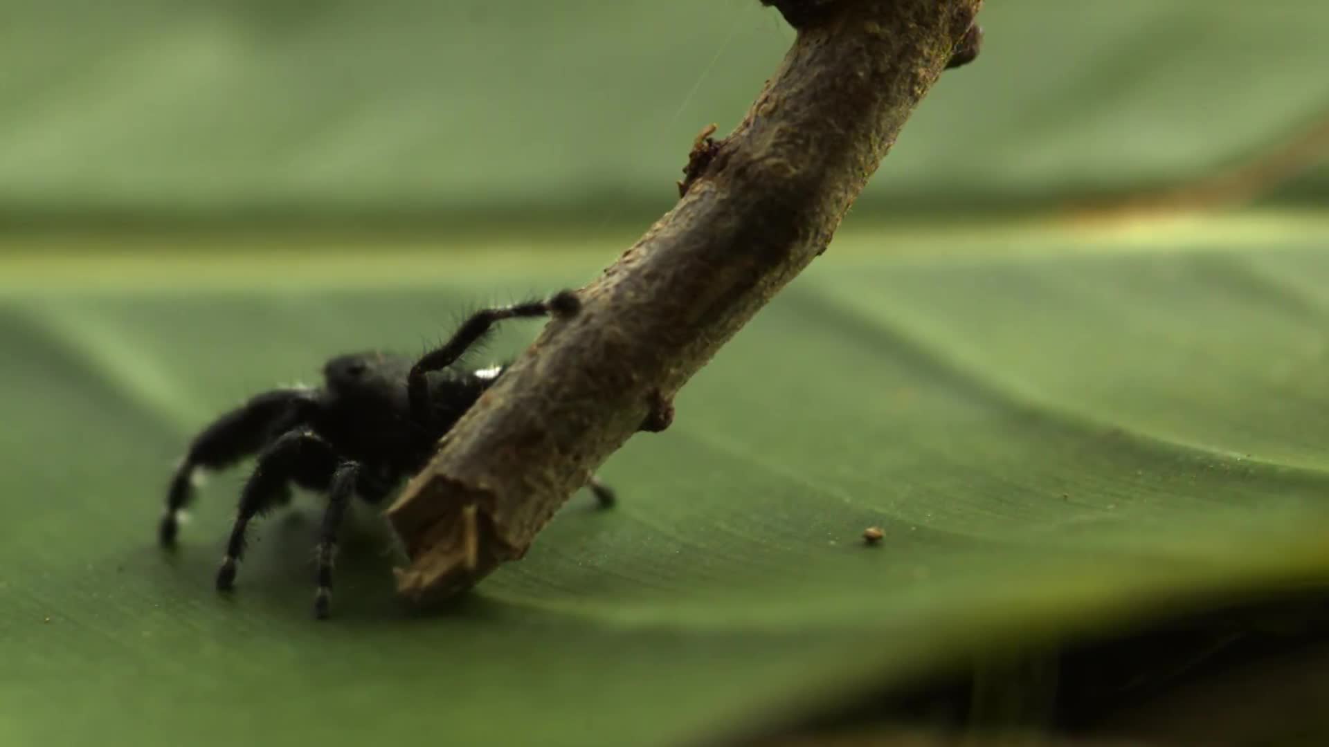 Why Jumping Spiders Spend All Night Hanging Out — Literally
