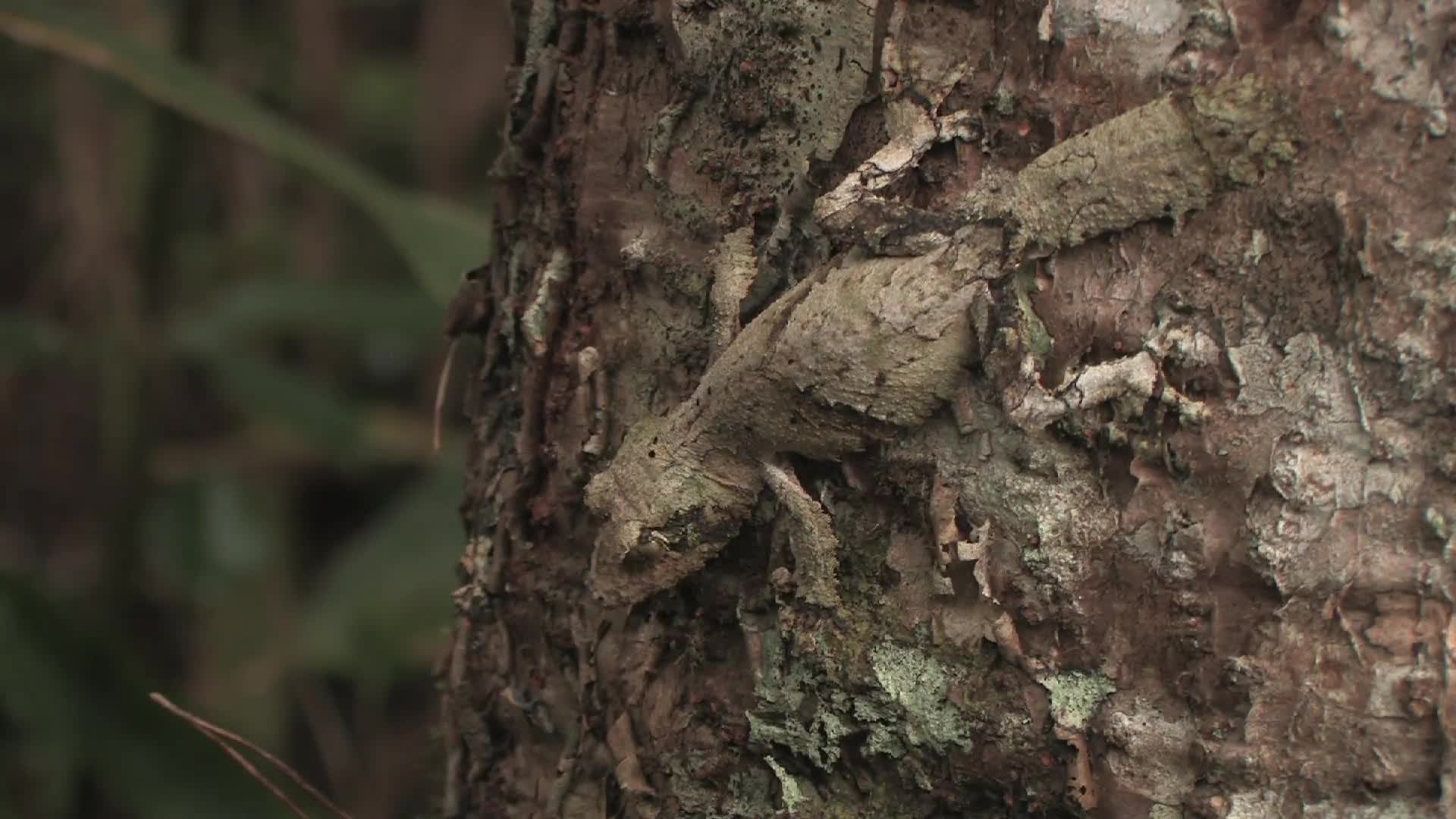 Watch The Incredible Gecko That Looks Exactly Like a Tree WIRED
