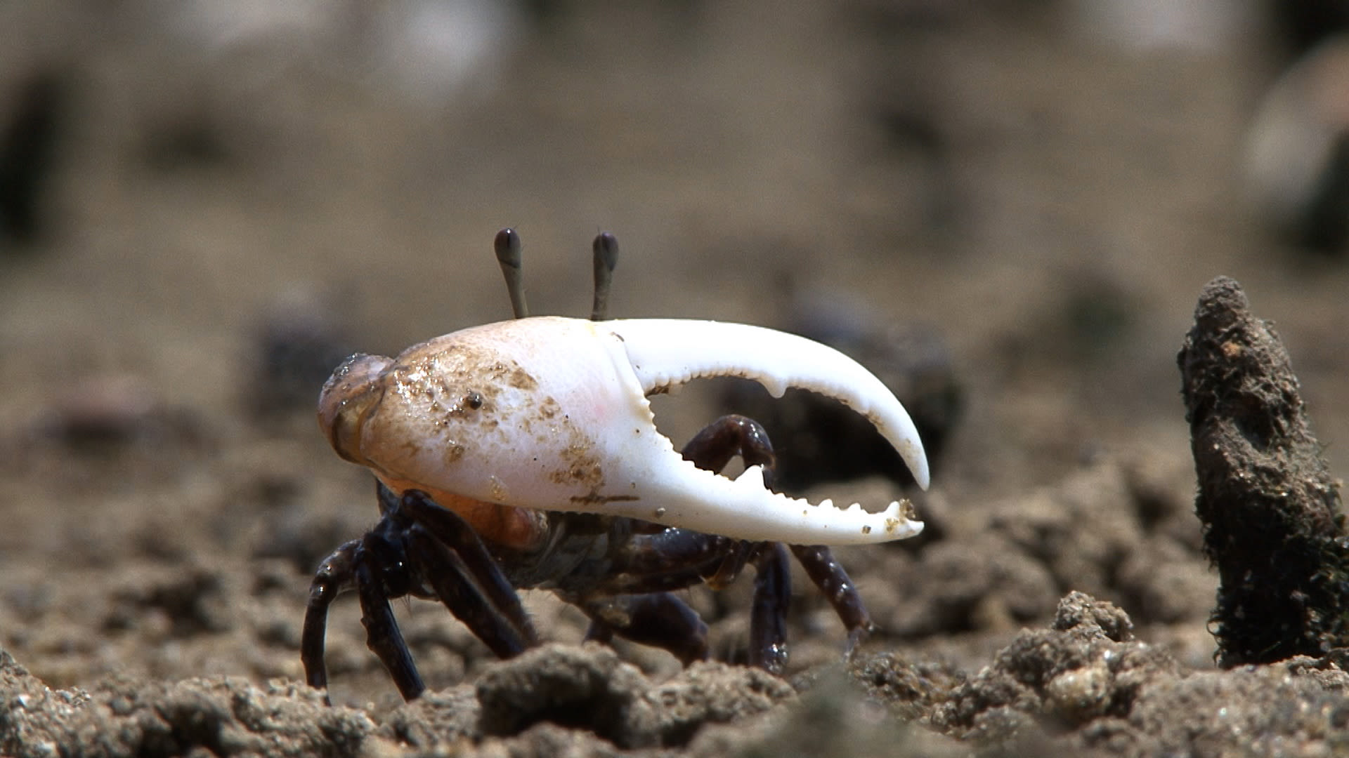 Watch The Fiddler Crab: One Part Giant Claw, Two Parts Attitude