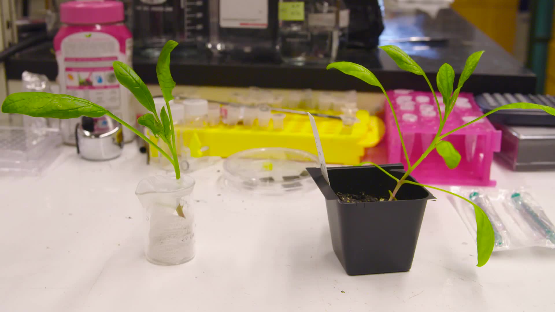 Watch This Spinach Plant Can Actually Detect Explosives WIRED