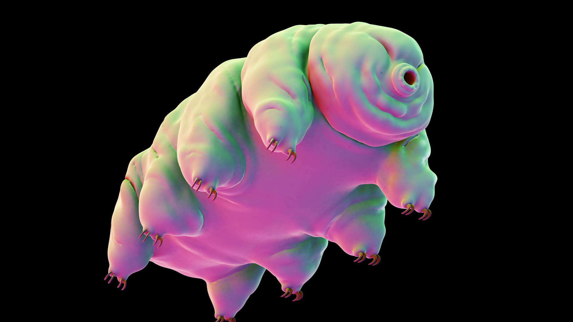 Watch Scientists May Have Solved the Secret of the Water Bear WIRED