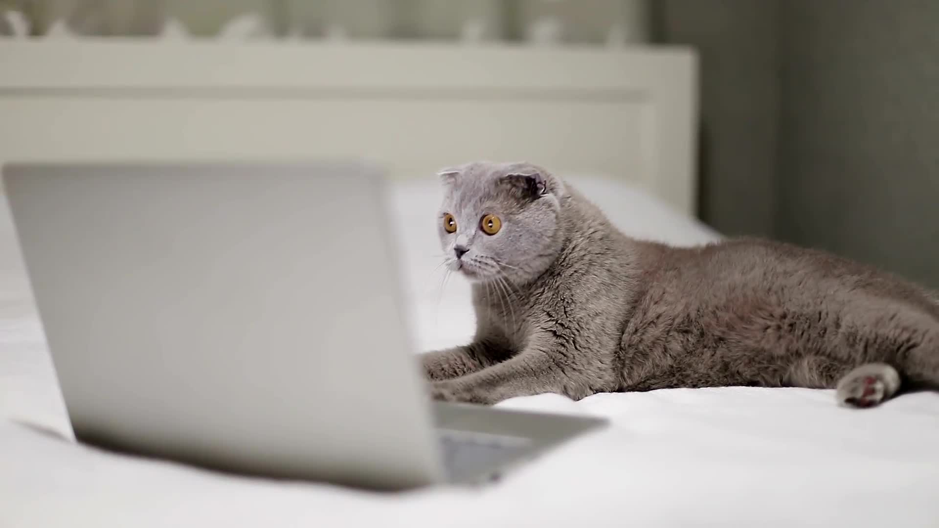 Watch Research Suggests Cats Like Their Owners As Much As Dogs | Currents |  Wired