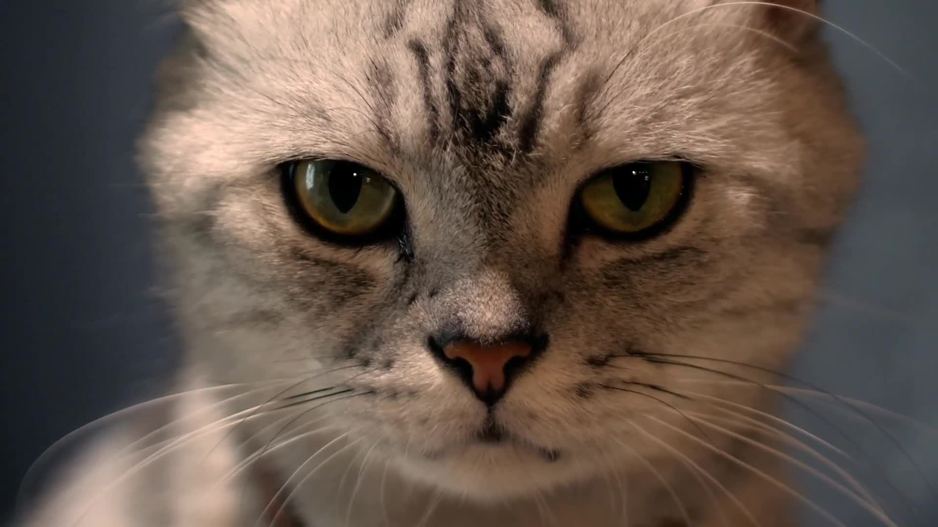 Watch Scientist Explains Why Some Cats Eat Human Corpses | Currents | WIRED