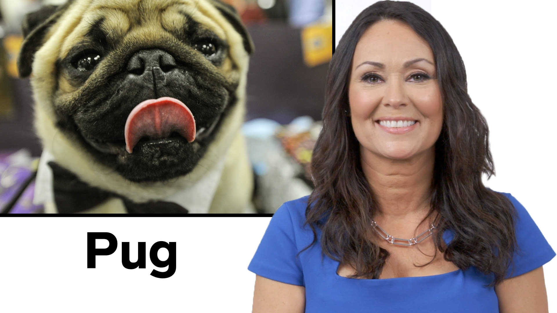 Watch Every Dog Breed Explained Part 2 Each And Every Wired