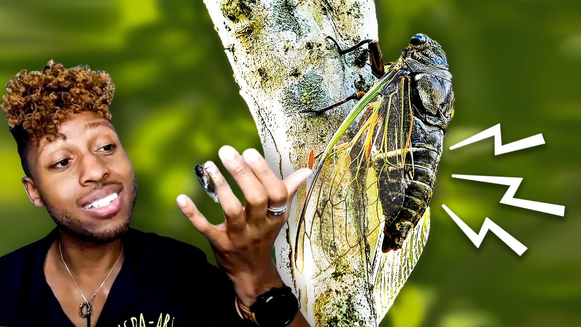 Watch Bug Expert Explains Why Cicadas Are So Loud | Currents | WIRED