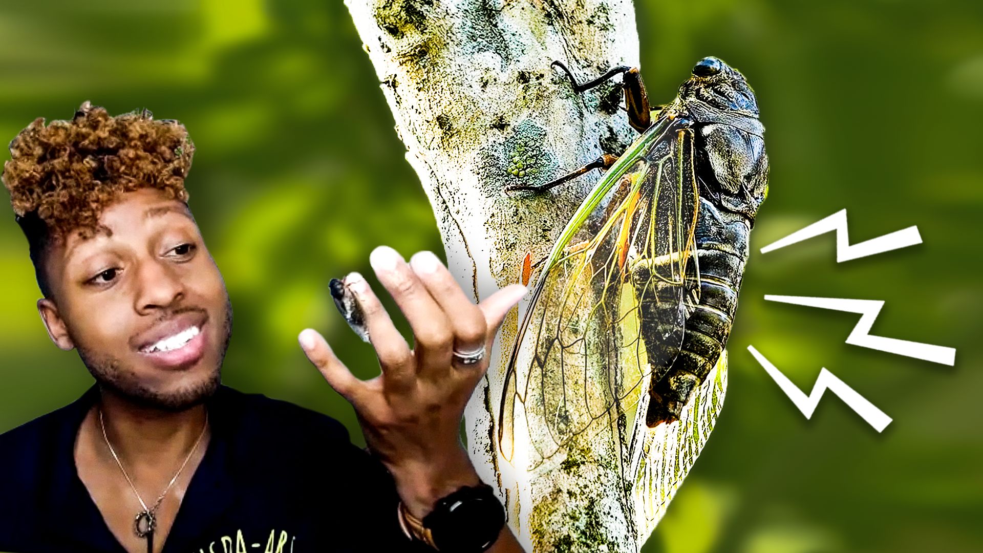 Watch Bug Expert Explains Why Cicadas Are So Loud WIRED