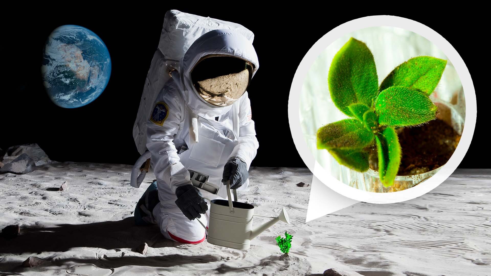 Watch How NASA Biologists Plan to Grow Plants on the Moon | Currents | WIRED