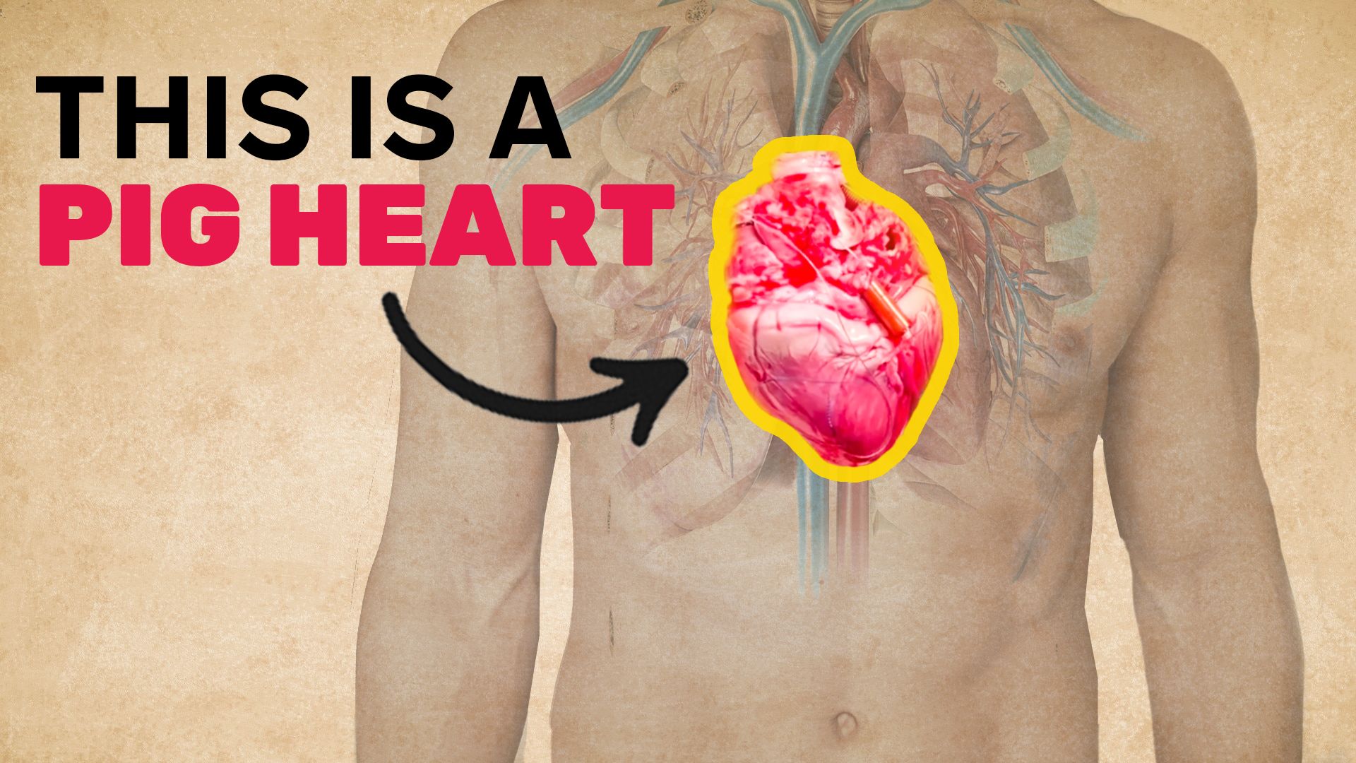 Watch This Heart is Not Human Currents WIRED