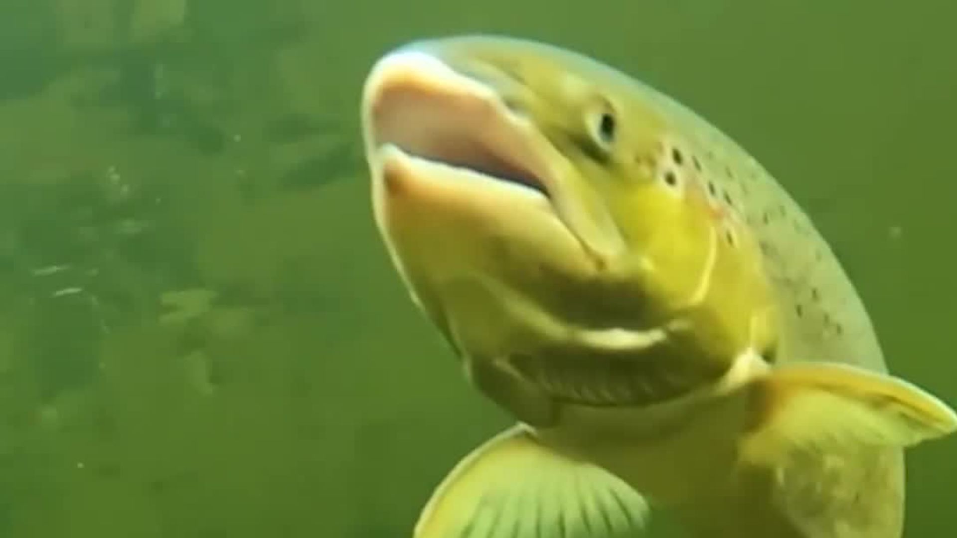 Watch Here’s What Happens When You Give Salmon Cocaine WIRED