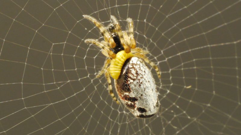 Why Thousands of Spiders Are Crawling in the Skies Over ...