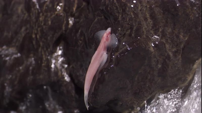 Scientists Discover The Secret To A Cavefish S Weird Waddling Walk Wired Scientists Discover The Secret To A Cavefish S Weird Waddling Walk Wired