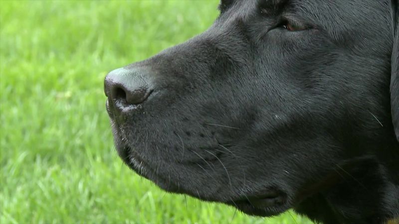 how far away can a male dog smell a female in heat