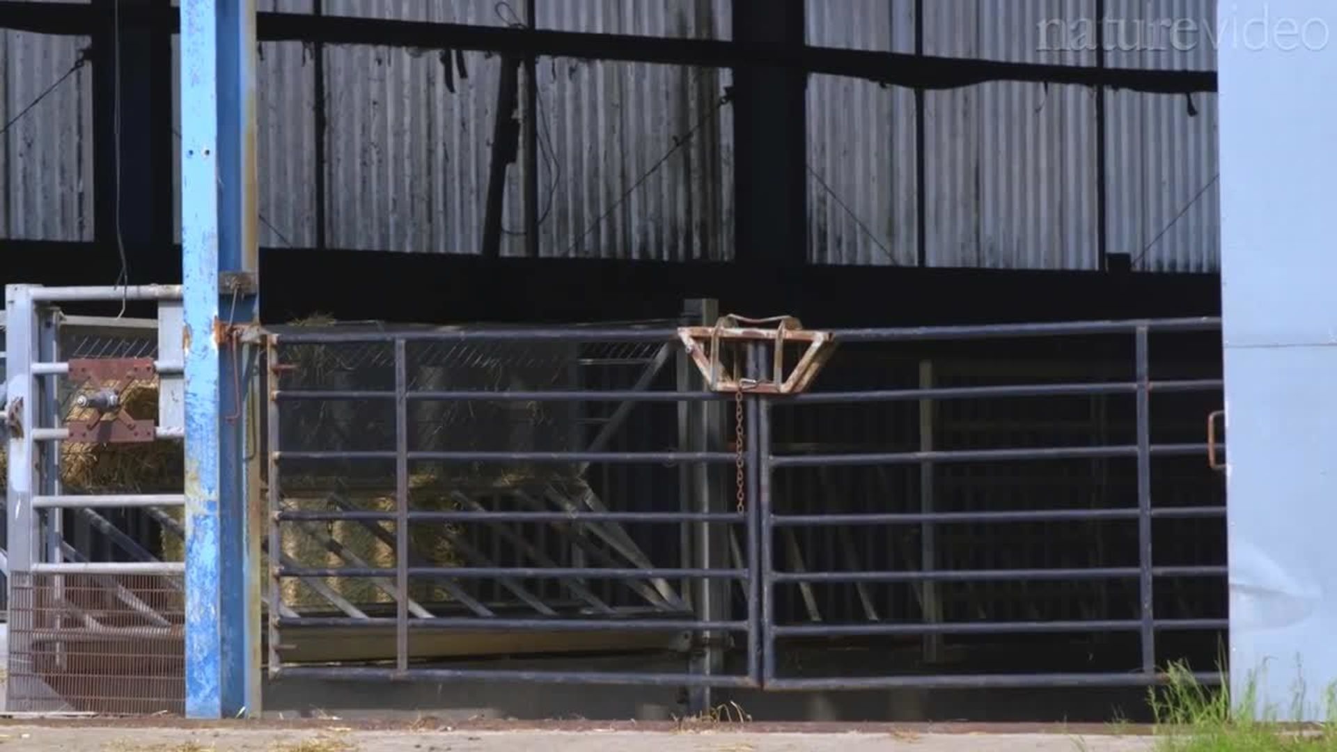 Watch La storia di Dolly, la prima pecora clonata Wired Italia