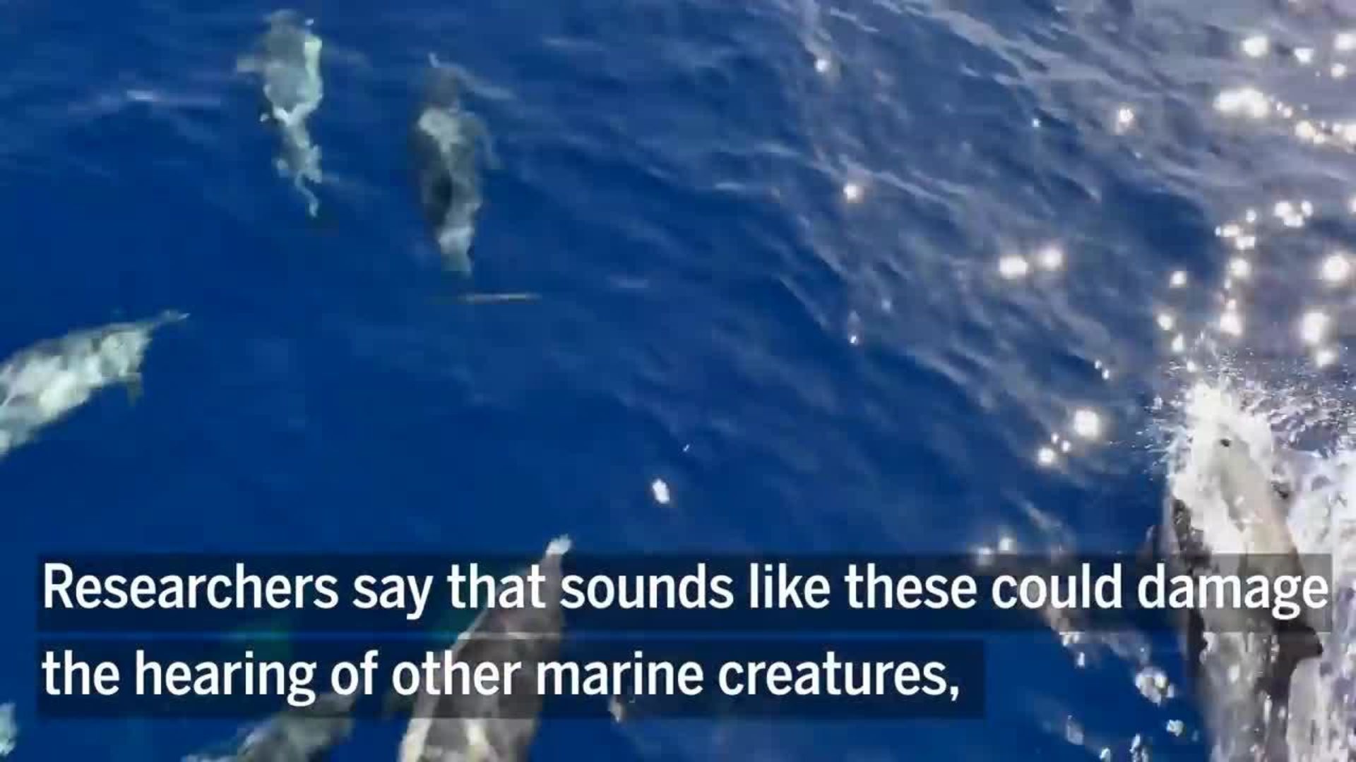 Aqua Dragons Giocattolo Educativo Mondo Subacqueo Acquario Marino - Foto 3