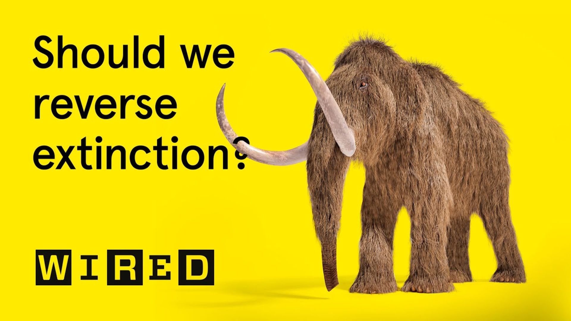Watch What if... we could bring extinct animals back to life? | What If |  WIRED UK